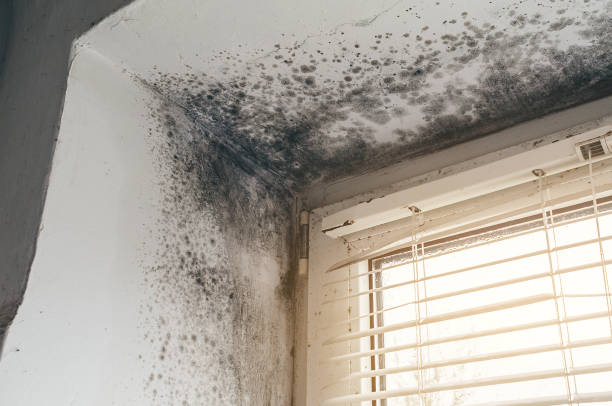Affordable Mold Removal solutions in Gowen, MI
