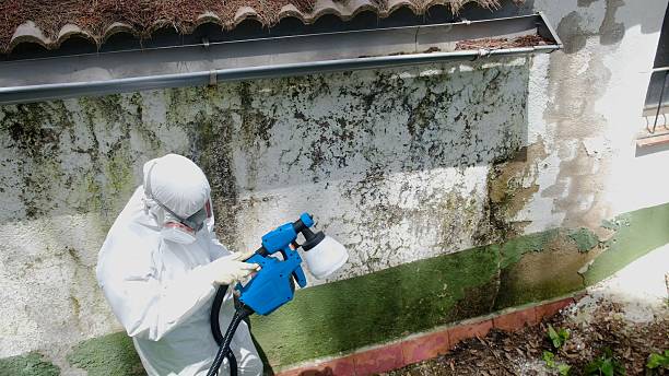 Top rated local Mold Removal specialists in Gowen, MI